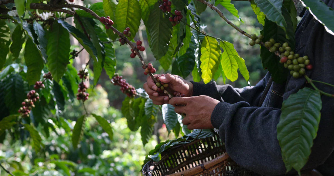Kaffee mit Herkunft – warum Transparenz so wichtig ist